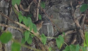 Fledgling in the Honeysuckle