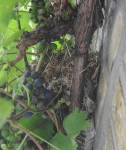 Nest from below