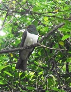 Kereru Native Pigeon