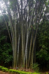 Giant Bamboo 